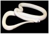 leucistic altyerna.jpg