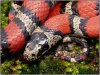 Lampropeltis Webbi1.jpg
