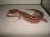 super mack snow het tremper.jpg