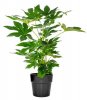 fatsia japonica.jpg