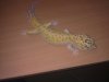 gecko leopardo pareja raptor 003.jpg