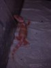 crias de gecko leopardo 2012 002.jpg