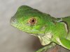 Iguana1 10-Mayo-2012.JPG