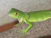 Iguana3 10  mayo 2012.JPG