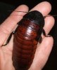 femaleroach(1).jpg