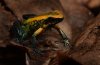 Phyllobates bicolor fb2.jpg