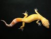 GTSUNphRAPM210811 (Type Tremper Albino Carrothead Sunglow poss. Giant, 50 het RAPTOR).jpg