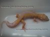 reversse stripped tremper.jpg