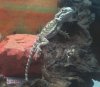 pogona baby tronco.jpg