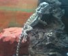 pogona baby tronco 2.jpg