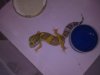 geckos 111.jpg