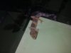 geckos 112.jpg