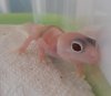 Gecko01.jpg