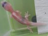 gecko01a.jpg