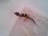 gecko leopardo 003.jpg