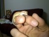 gecko1.jpg