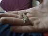 gecko3.jpg