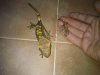 gecko2.jpg