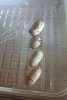 huevos leachianus geckoide.jpg