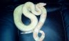 46714d1316263138-male-khal-albino-boa-2011-09-17-12.03.31.jpg