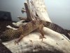 gecko leo1.jpg