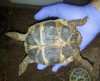 tortu.JPG