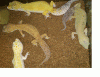 geckos4.gif