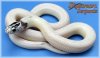 High-white-CA-kingsnake.jpg