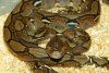 535_ipython_reticulatus_ijava_1.jpg