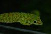 462_iphelsuma_grandisi_1.jpg