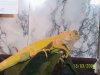 Iguana albina .JPG