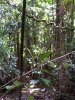 daintree3.JPG