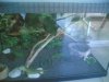 terrario iguana.jpg