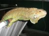 iguana2.JPG