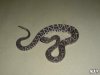 Crotalus pifanorum (11).JPG