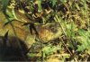 Podocnemis vogli5.JPG