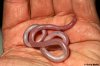 leptotyphlops.jpg