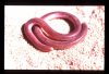 ramphotyphlops.JPG