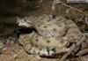 crotalus cerastes.jpg
