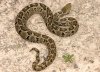 crotalus ravus.jpg
