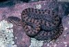 crotalus princei.jpg