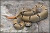crotalus_lepidus.jpg