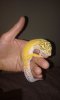 gecko macho1.jpg