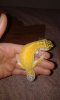 gecko macho 2.jpg