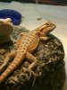 pogona.jpg