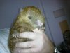 tenrec ecaudatus 191.jpg