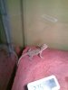 terrario pogona 1.jpg