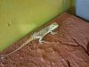 terrario pogona 2.jpg