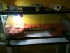 terrario pogona.jpg