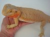 pogona natalia.jpg